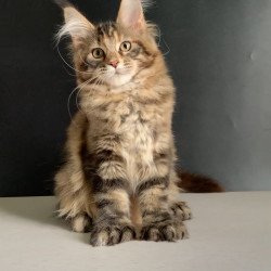 Maine Coon NOV Ozzi Polydactyl