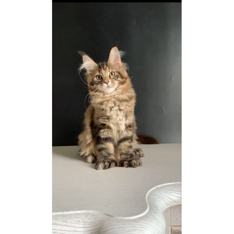 Maine Coon NOV Ozzi Polydactyl