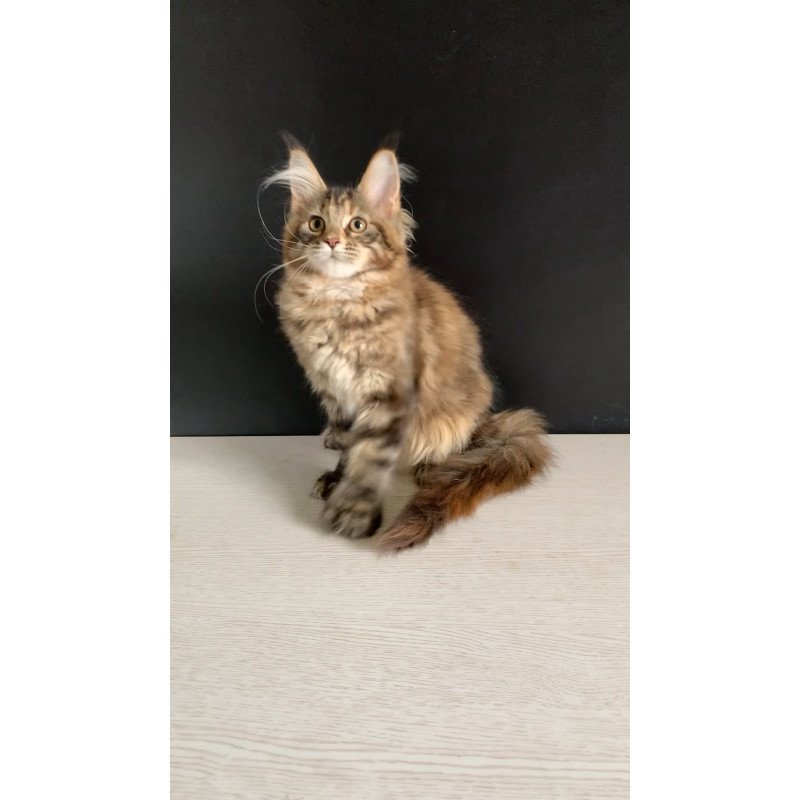 Maine Coon NOV Ozzi Polydactyl