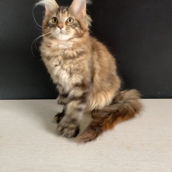 Maine Coon NOV Ozzi Polydactyl