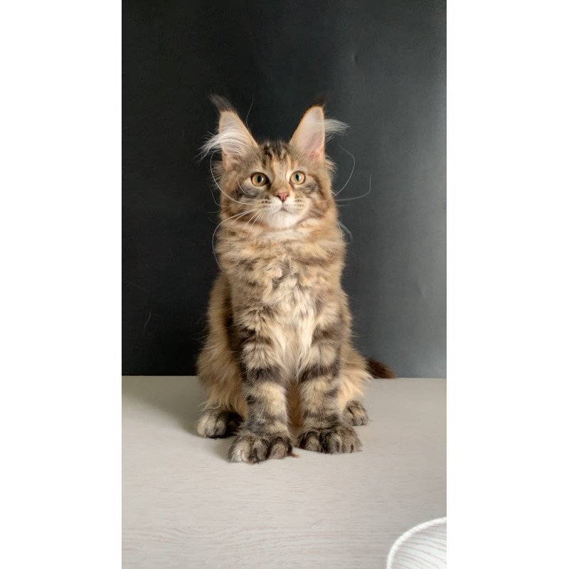 Maine Coon NOV Ozzi Polydactyl