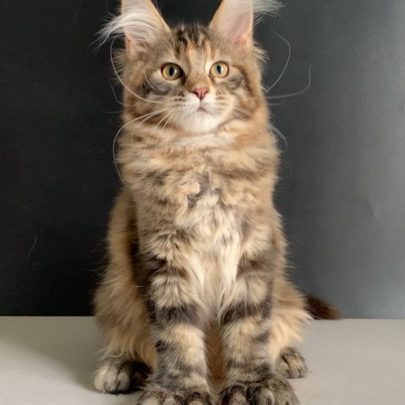 Maine Coon NOV Ozzi Polydactyl