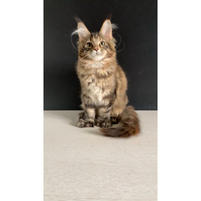 Maine Coon NOV Ozzi Polydactyl