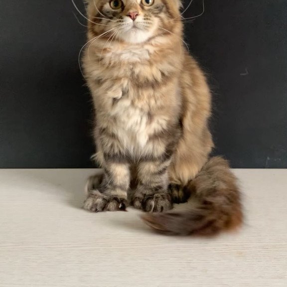 Maine Coon NOV Ozzi Polydactyl