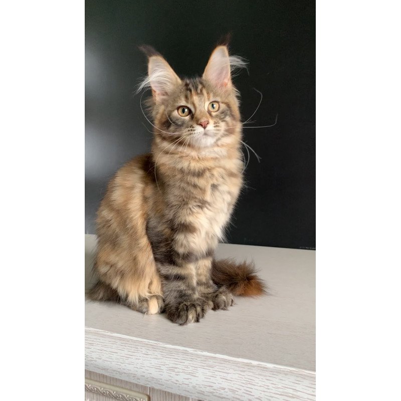 Maine Coon NOV Ozzi Polydactyl