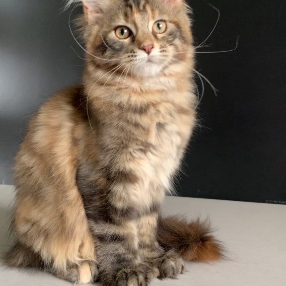 Maine Coon NOV Ozzi Polydactyl