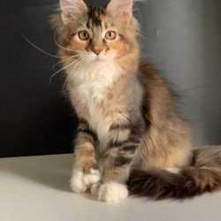 Maine Coon NOV Olivia...