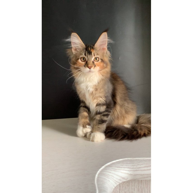 Maine Coon NOV Olivia Polydactyl