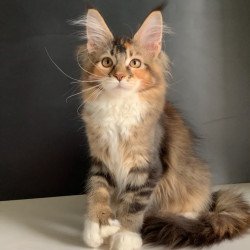 Maine Coon NOV Olivia...