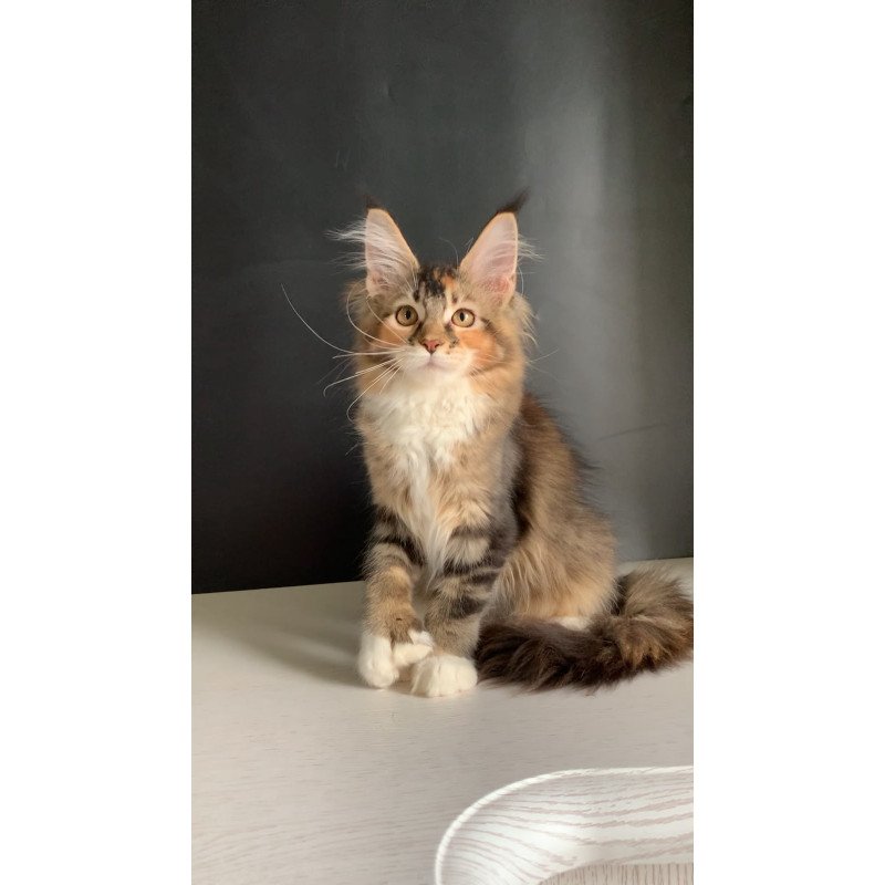 Maine Coon NOV Olivia Polydactyl