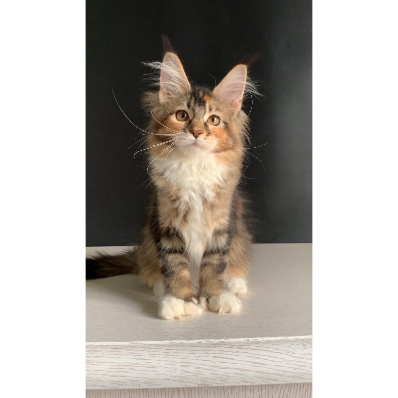 Maine Coon NOV Olivia Polydactyl