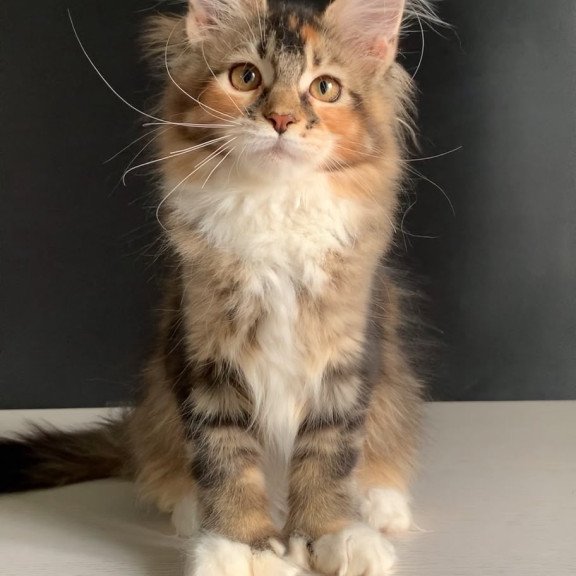 Maine Coon NOV Olivia Polydactyl