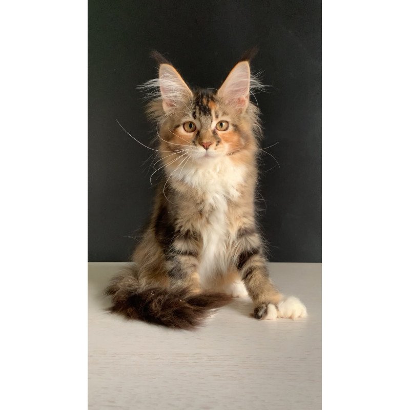 Maine Coon NOV Olivia Polydactyl