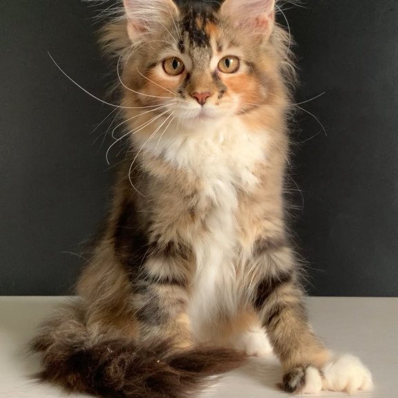 Maine Coon NOV Olivia Polydactyl