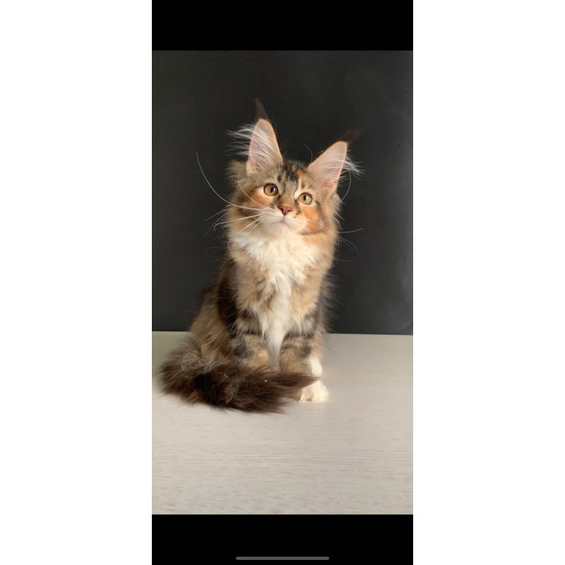 Maine Coon NOV Olivia Polydactyl