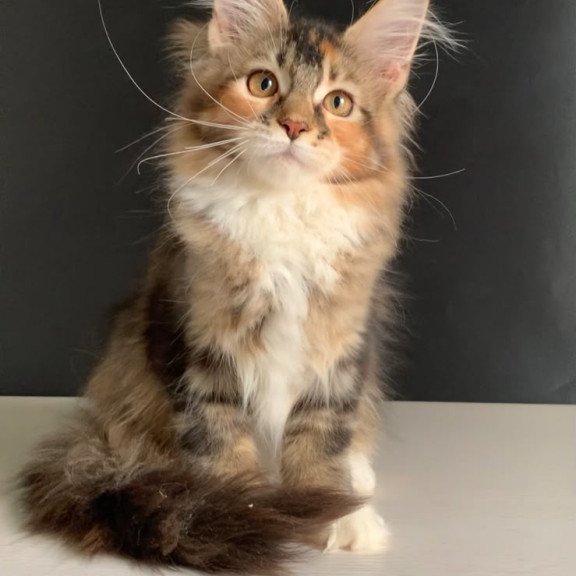 Maine Coon NOV Olivia Polydactyl