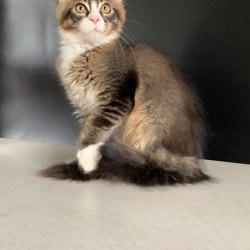 Maine Coon NOV Onyx Polydactyl