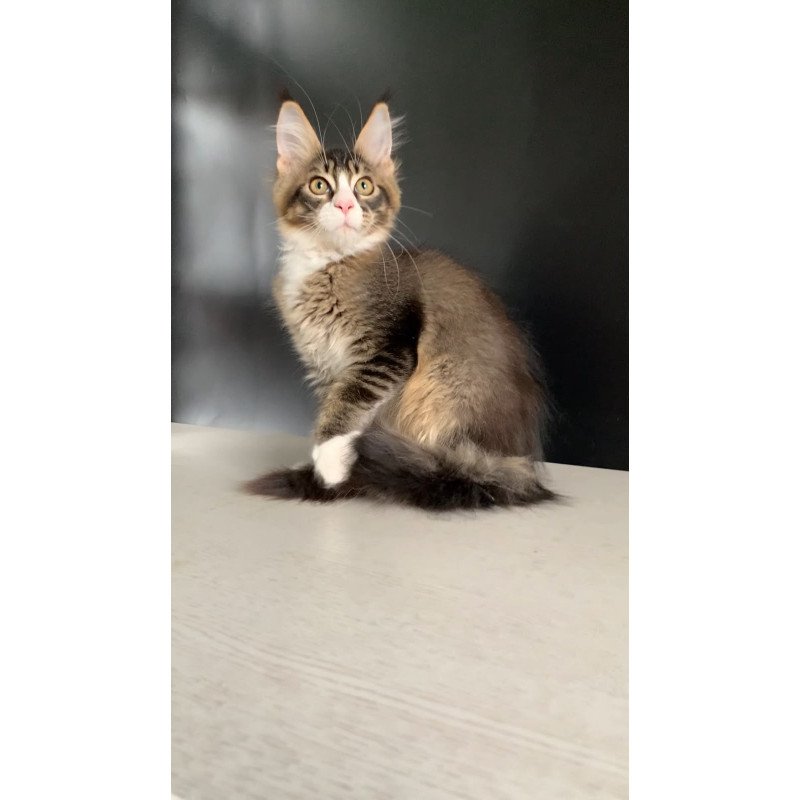 Maine Coon NOV Onyx Polydactyl