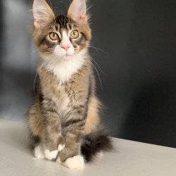 Maine Coon NOV Onyx Polydactyl