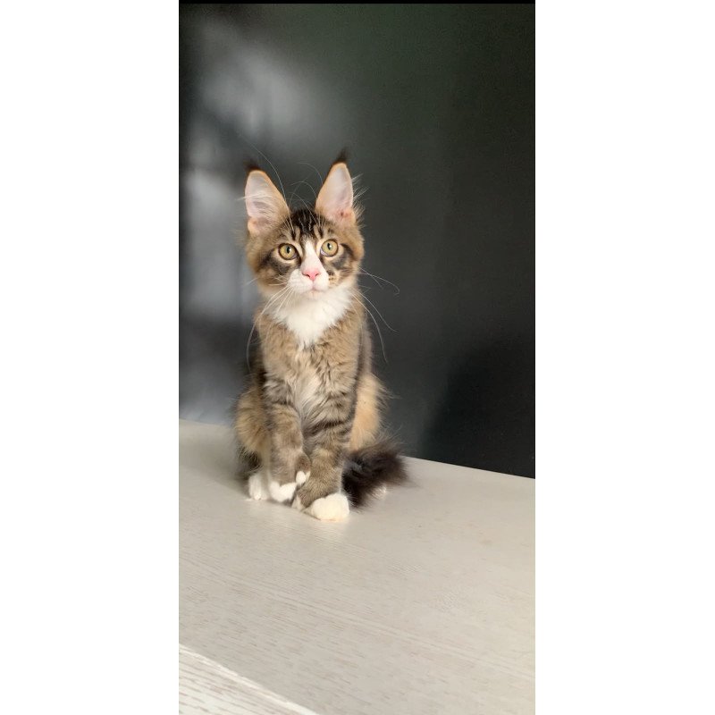Maine Coon NOV Onyx Polydactyl