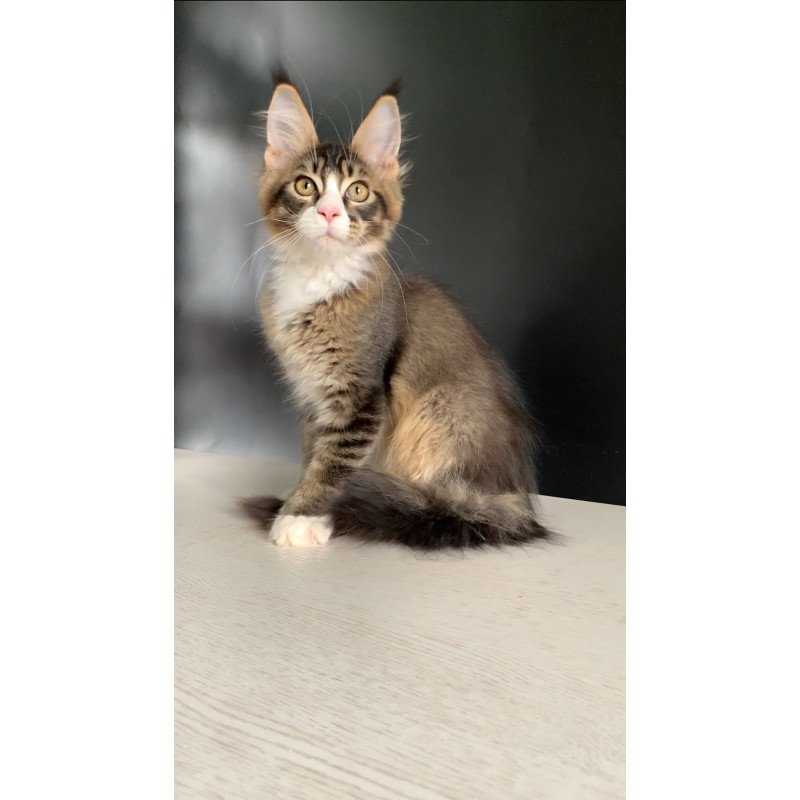Maine Coon NOV Onyx Polydactyl