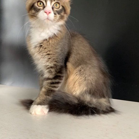 Maine Coon NOV Onyx Polydactyl