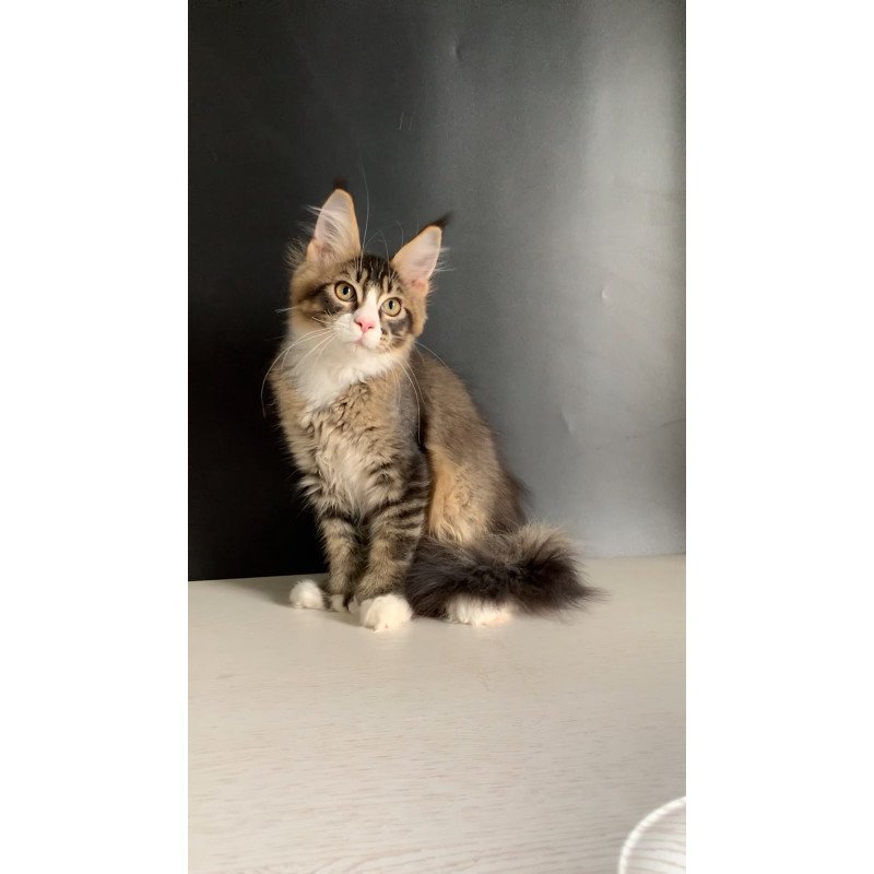 Maine Coon NOV Onyx Polydactyl