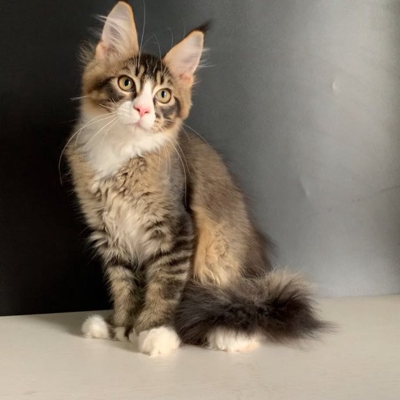 Maine Coon NOV Onyx Polydactyl