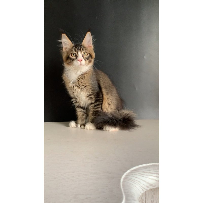 Maine Coon NOV Onyx Polydactyl