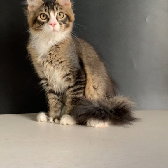 Maine Coon NOV Onyx Polydactyl