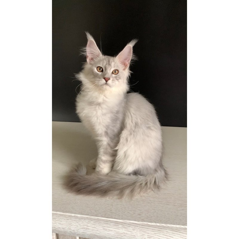 Maine Coon NOV Oscar