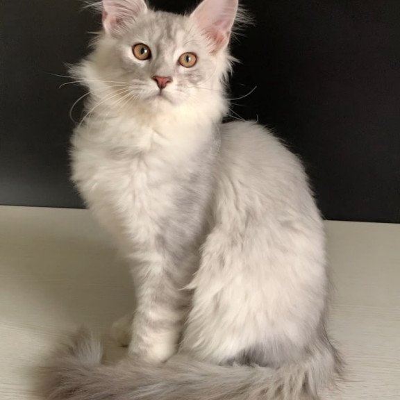 Maine Coon NOV Oscar
