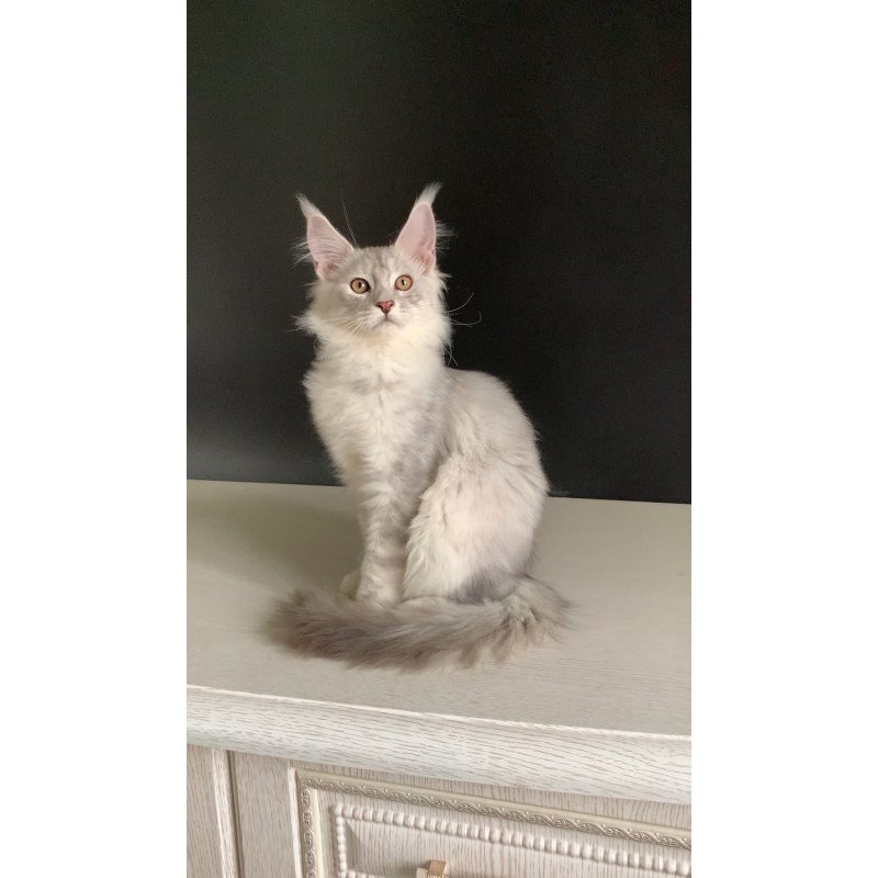 Maine Coon NOV Oscar