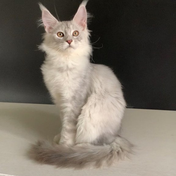 Maine Coon NOV Oscar