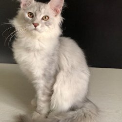 Maine Coon NOV Oscar