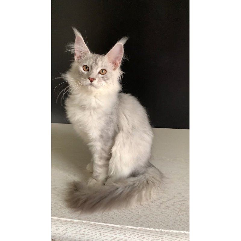 Maine Coon NOV Oscar