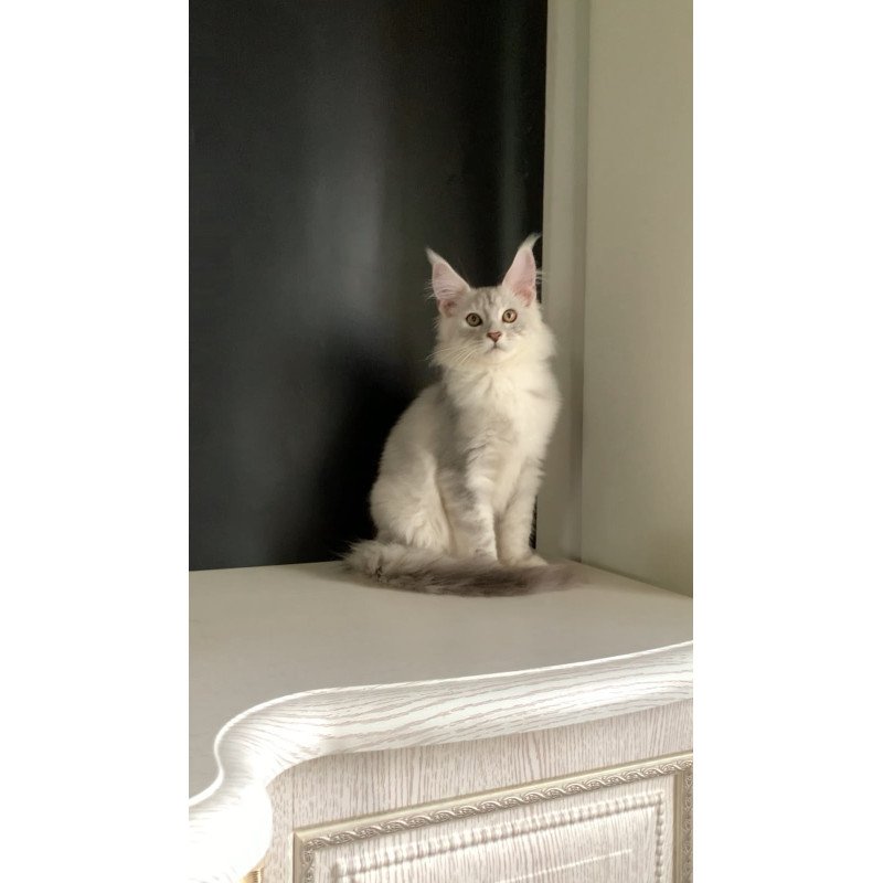 Maine Coon NOV Oscar
