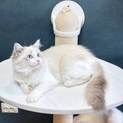 Ragdoll Lily