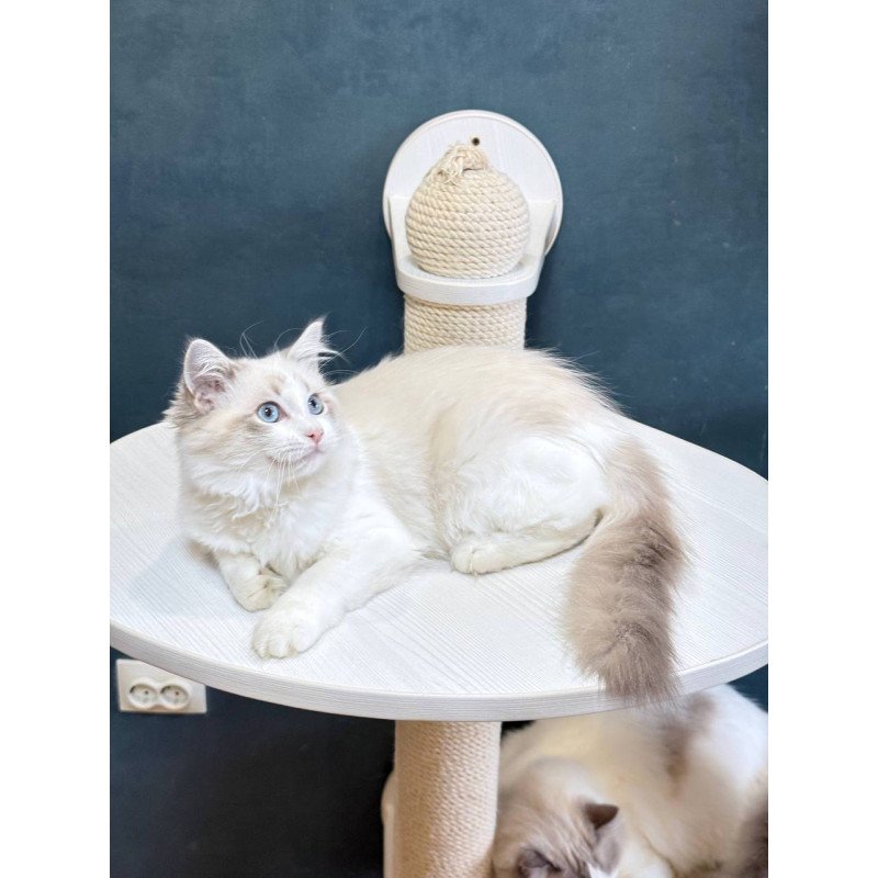 Ragdoll Lily