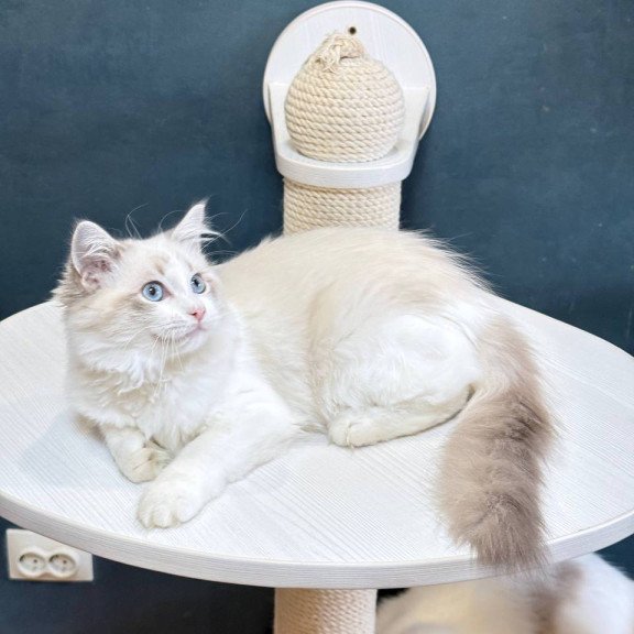 Ragdoll Lily