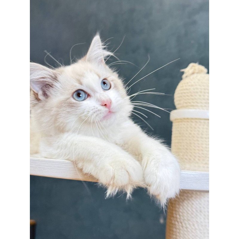 Ragdoll Lily