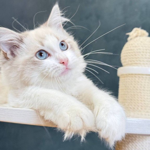 Ragdoll Lily