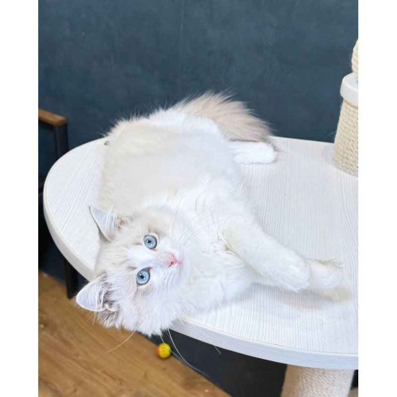 Ragdoll Lily