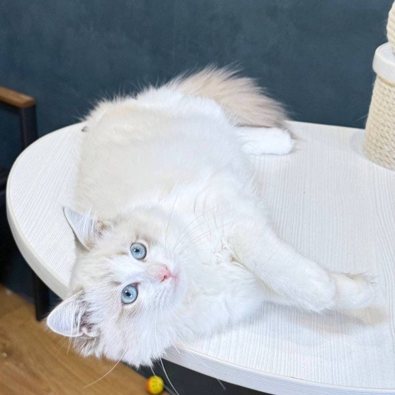 Ragdoll Lily