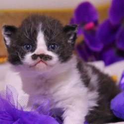 Selkirk Rex Derec
