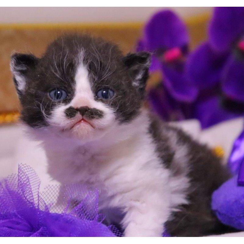 Selkirk Rex Derec