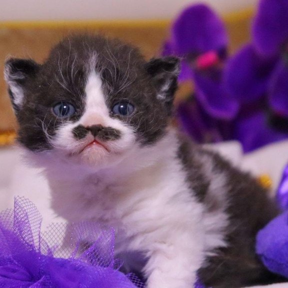 Selkirk Rex Derec