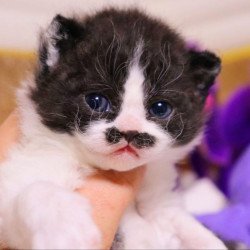 Selkirk Rex Derec