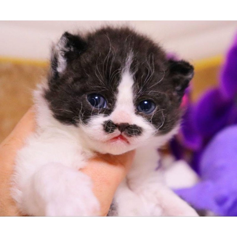Selkirk Rex Derec