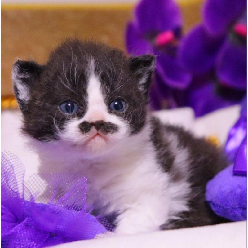 Selkirk Rex Derec